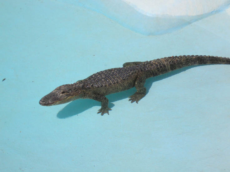 Crocodile Picture